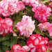 Begonia PINK Balcony (3 Bulbs) Fragrant - Caribbean garden seed