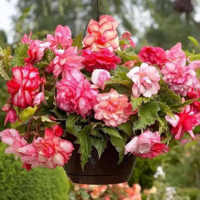 Begonia PINK Balcony (3 Bulbs) Fragrant - Caribbean garden seed