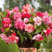 Begonia PINK Balcony (3 Bulbs) Fragrant - Caribbean garden seed
