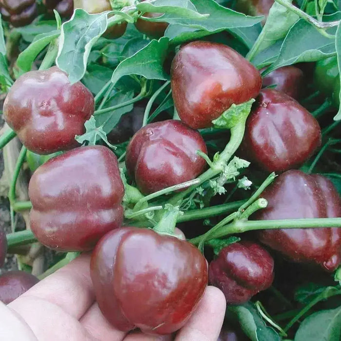 BELL PEPPER- CHOCOLATE (LIVE PLANT, 3' POT, )SWEET PEPPER PLANTS - Caribbean garden seed