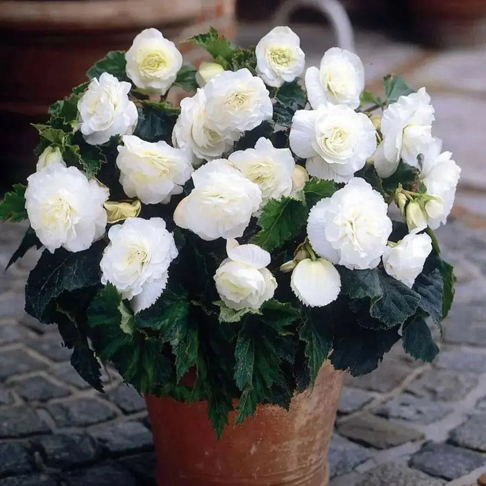 BEGONIA ROSEFORM WHITE ( 3 Bulbs) Fragrant BLOOM - Caribbean garden seed