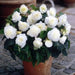 BEGONIA ROSEFORM WHITE ( 3 Bulbs) Fragrant BLOOM - Caribbean garden seed