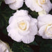 BEGONIA ROSEFORM WHITE ( 3 Bulbs) Fragrant BLOOM - Caribbean garden seed