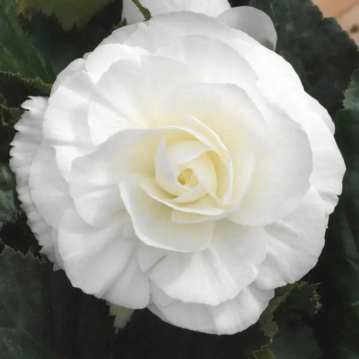 BEGONIA ROSEFORM WHITE ( 3 Bulbs) Fragrant BLOOM - Caribbean garden seed