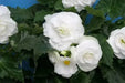 BEGONIA ROSEFORM WHITE ( 3 Bulbs) Fragrant BLOOM - Caribbean garden seed