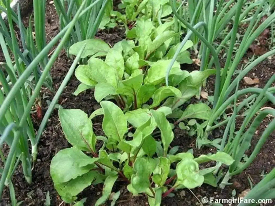 Beet Seeds - "Detroit Dark Red"Heirloom, Vegetable  seeds - Caribbean garden seed