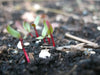 Beet Seeds - "Detroit Dark Red"Heirloom, Vegetable  seeds - Caribbean garden seed