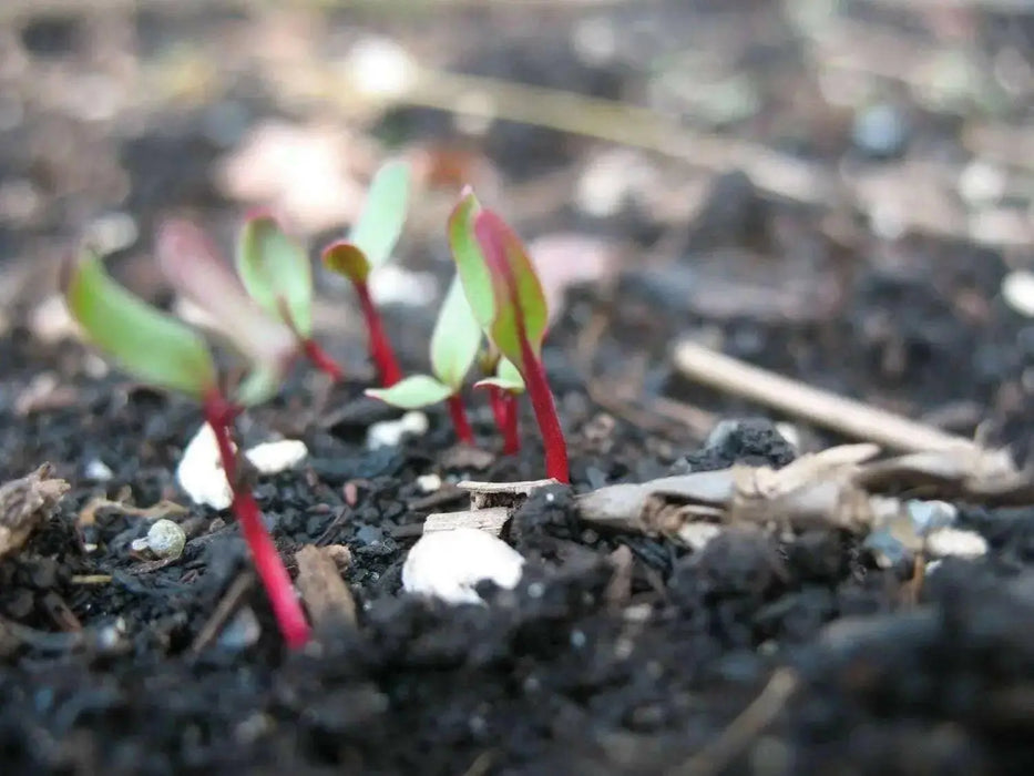 Beet Seeds - "Detroit Dark Red"Heirloom, Vegetable  seeds - Caribbean garden seed