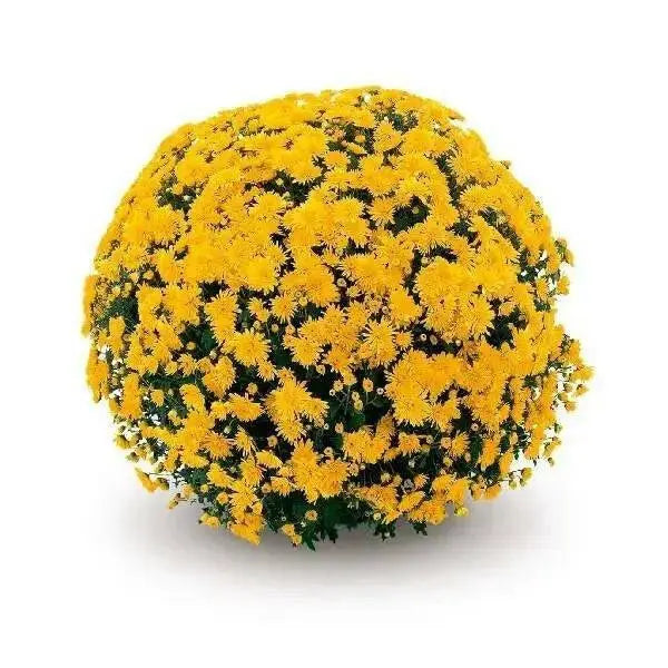 Belgian Mum, (Live Starter Plants ) Hardy Garden MUMS, YELLOW FLOWERS - Caribbean garden seed