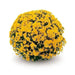 Belgian Mum, (Live Starter Plants ) Hardy Garden MUMS, YELLOW FLOWERS - Caribbean garden seed