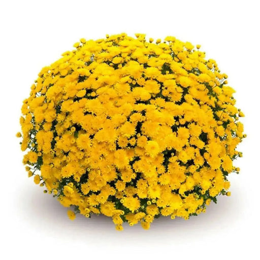 Belgian Mum, (Live Starter Plants ) Hardy Garden MUMS, YELLOW FLOWERS - Caribbean garden seed