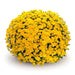 Belgian Mum, (Live Starter Plants ) Hardy Garden MUMS, YELLOW FLOWERS - Caribbean garden seed