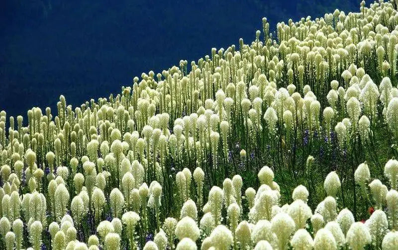 Beargrass Seed,Indian basket grass- Native Ornamental Grass - Caribbean garden seed