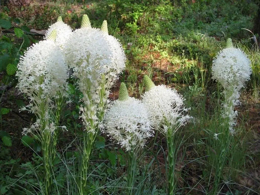 Beargrass Seed,Indian basket grass- Native Ornamental Grass - Caribbean garden seed