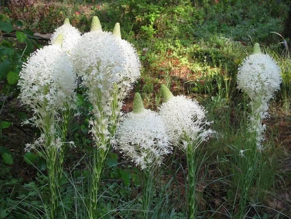 Beargrass Seed,Indian basket grass- Native Ornamental Grass - Caribbean garden seed