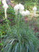 Beargrass Seed,Indian basket grass- Native Ornamental Grass - Caribbean garden seed