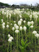 Beargrass Seed,Indian basket grass- Native Ornamental Grass - Caribbean garden seed