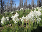 Beargrass Seed,Indian basket grass- Native Ornamental Grass - Caribbean garden seed