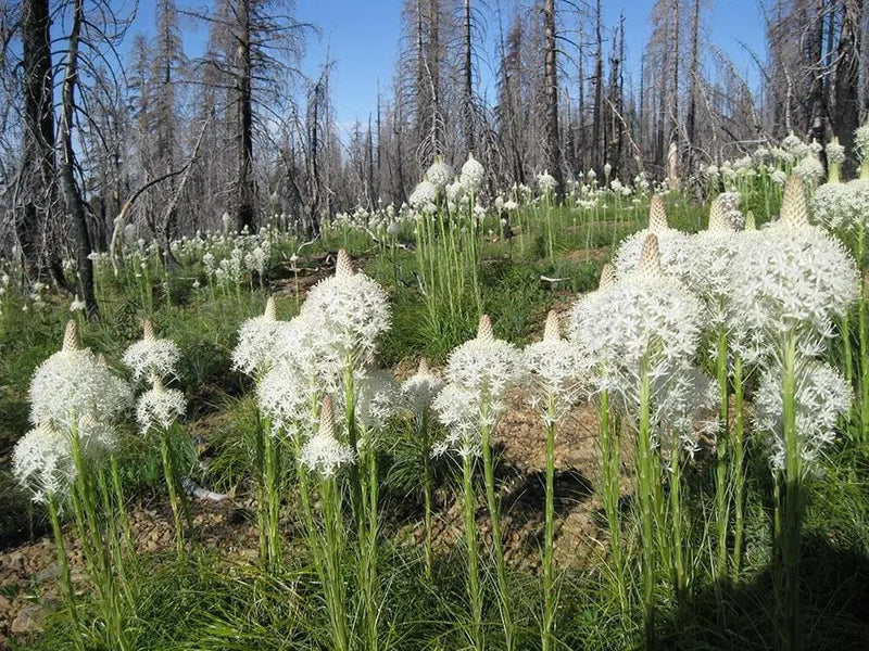 Beargrass Seed,Indian basket grass- Native Ornamental Grass - Caribbean garden seed