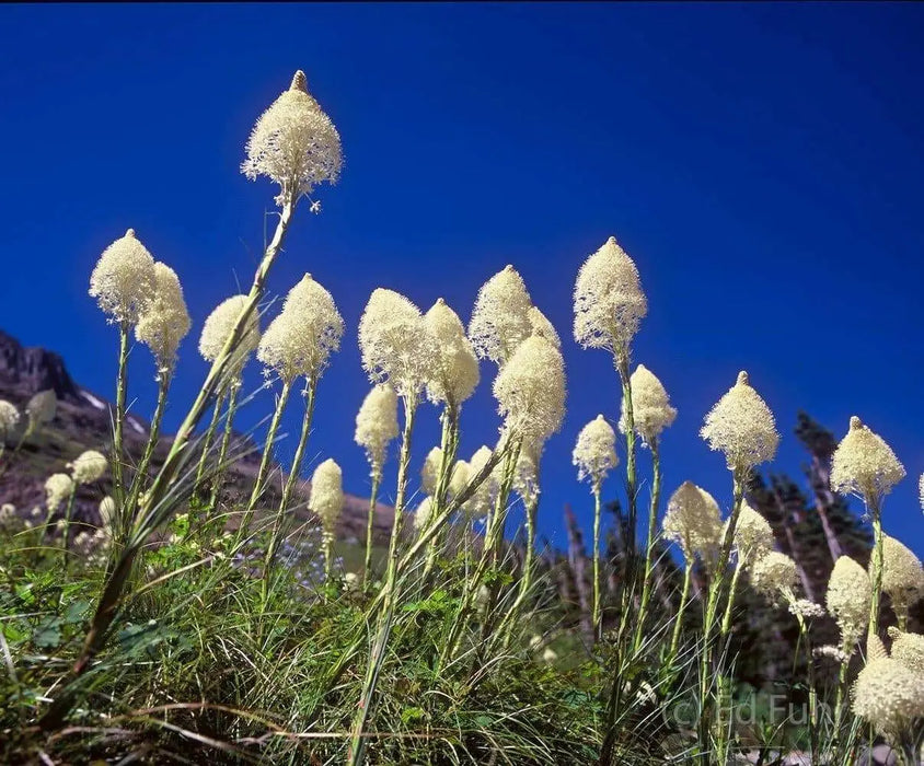 Beargrass Seed,Indian basket grass- Native Ornamental Grass - Caribbean garden seed