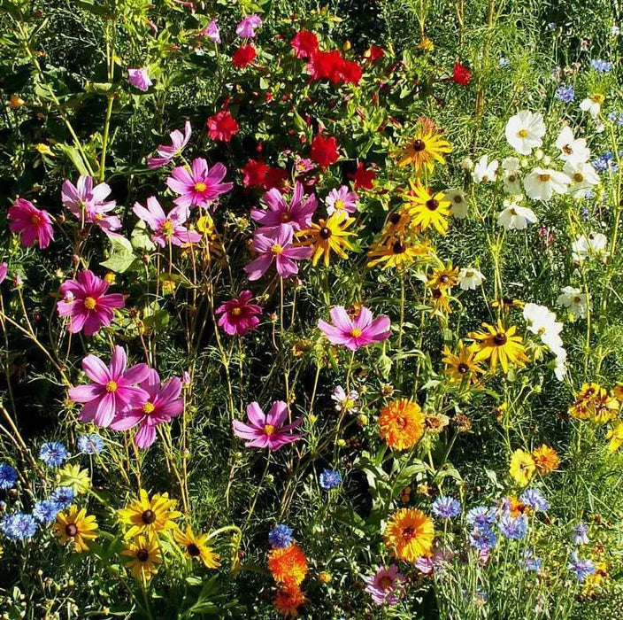 Beneficial Insectary mixed, Wildflower Seed - Caribbean garden seed