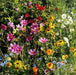 Beneficial Insectary mixed, Wildflower Seed - Caribbean garden seed
