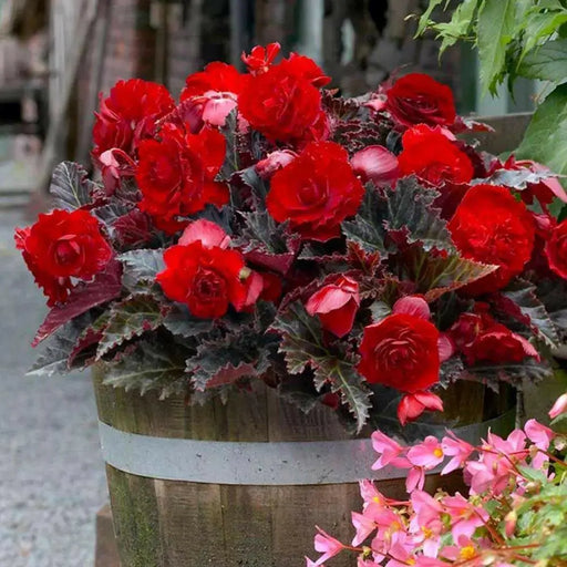 Begonia Switzerland (2 Bulbs) blosssoms from summer to frost - Caribbean garden seed