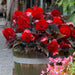 Begonia Switzerland (2 Bulbs) blosssoms from summer to frost - Caribbean garden seed