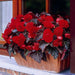 Begonia Switzerland (2 Bulbs) blosssoms from summer to frost - Caribbean garden seed