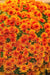Belgian Mum, (Live Starter Plants ) Hardy Garden MUMS, PERENNIAL FLOWERS - Caribbean garden seed