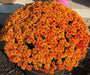 Belgian Mum, (Live Starter Plants ) Hardy Garden MUMS, PERENNIAL FLOWERS - Caribbean garden seed