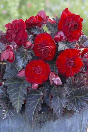 Begonia Switzerland (2 Bulbs) blosssoms from summer to frost - Caribbean garden seed