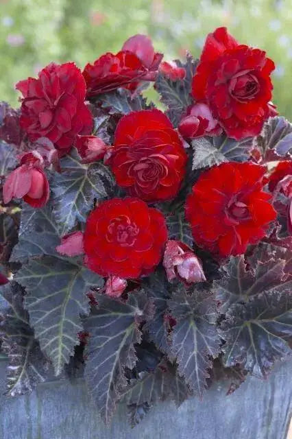 Begonia Switzerland (2 Bulbs) blosssoms from summer to frost - Caribbean garden seed