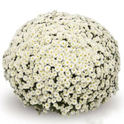 Belgian Mum, (Live Starter Plants ) Hardy Garden MUMS, WHITE FLOWERS - Caribbean garden seed