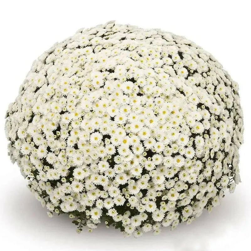 Belgian Mum, (Live Starter Plants ) Hardy Garden MUMS, WHITE FLOWERS - Caribbean garden seed