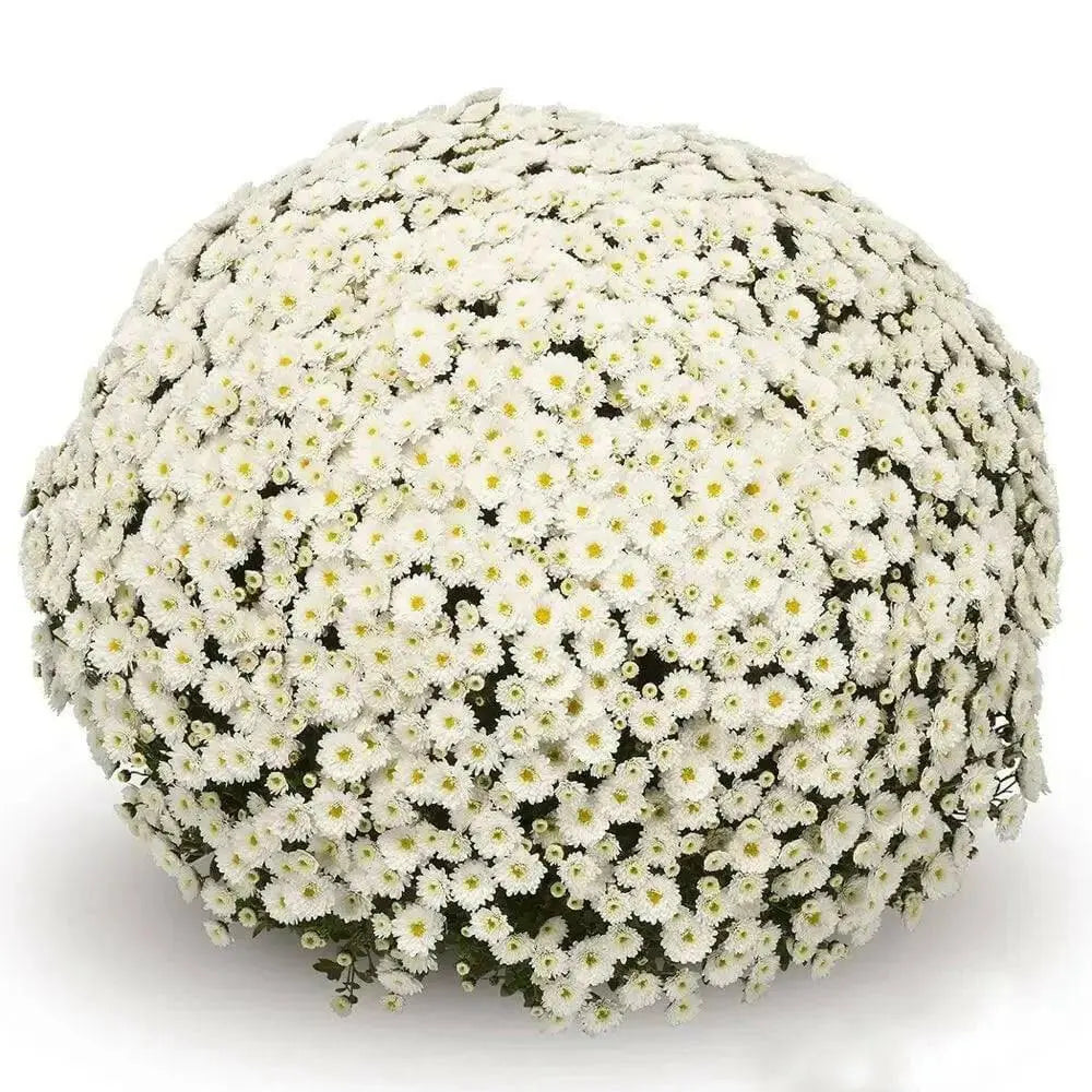 fall Mums