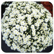 Belgian Mum, (Live Starter Plants ) Hardy Garden MUMS, WHITE FLOWERS - Caribbean garden seed