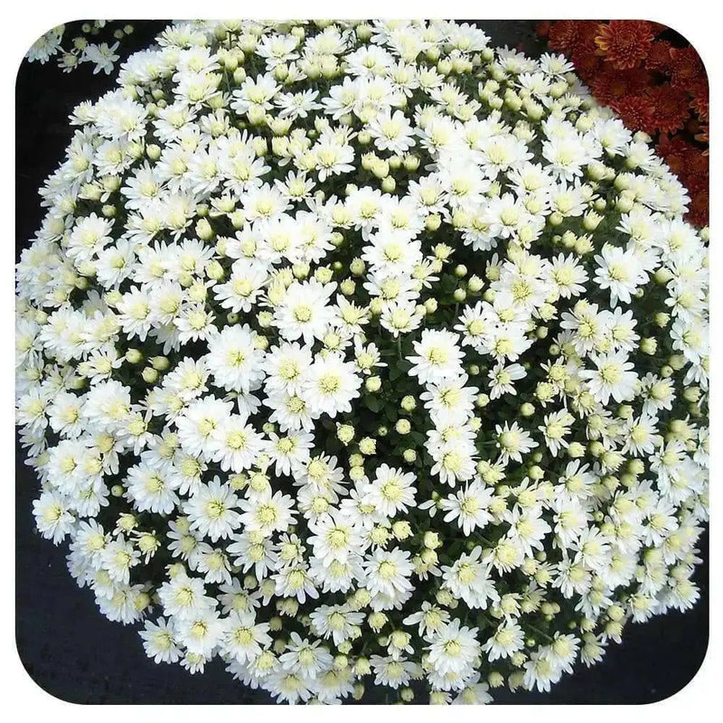 Belgian Mum, (Live Starter Plants ) Hardy Garden MUMS, WHITE FLOWERS - Caribbean garden seed