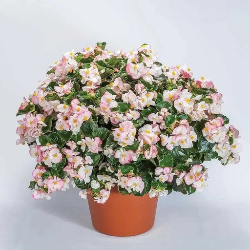 Begonia Tophat™ Rose Bicolor( 10  seeds ) GREAT IN CONTAINERS ! - Caribbean garden seed