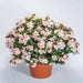 Begonia Tophat™ Rose Bicolor( 10  seeds ) GREAT IN CONTAINERS ! - Caribbean garden seed