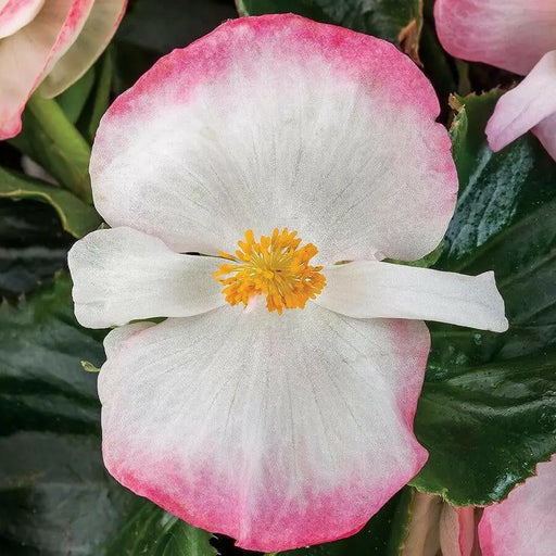 Begonia Tophat™ Rose Bicolor( 10  seeds ) GREAT IN CONTAINERS ! - Caribbean garden seed