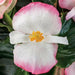 Begonia Tophat™ Rose Bicolor( 10  seeds ) GREAT IN CONTAINERS ! - Caribbean garden seed