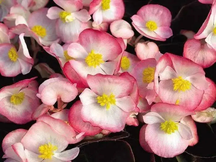 Begonia Tophat™ Rose Bicolor( 10  seeds ) GREAT IN CONTAINERS ! - Caribbean garden seed