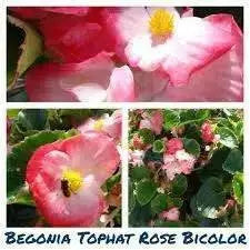Begonia Tophat™ Rose Bicolor( 10  seeds ) GREAT IN CONTAINERS ! - Caribbean garden seed