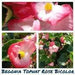Begonia Tophat™ Rose Bicolor( 10  seeds ) GREAT IN CONTAINERS ! - Caribbean garden seed
