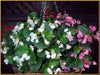 Begonia Seeds (Begonia Semperflorens Mix) Choose Your Color~Rose Pink,White,Red Or Mix Color - Caribbean garden seed