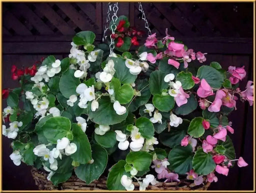 Begonia Seeds (Begonia Semperflorens Mix) Choose Your Color~Rose Pink,White,Red Or Mix Color - Caribbean garden seed