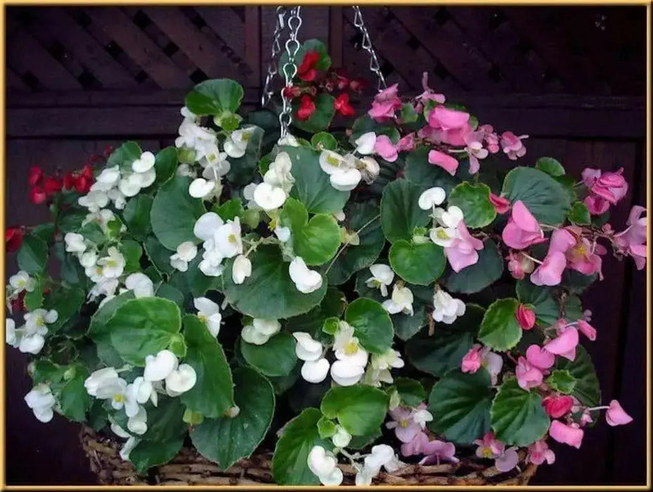 Begonia Seeds (Begonia Semperflorens Mix) Choose Your Color~Rose Pink,White,Red Or Mix Color - Caribbean garden seed