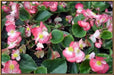Begonia Seeds (Begonia Semperflorens Mix) Choose Your Color~Rose Pink,White,Red Or Mix Color - Caribbean garden seed