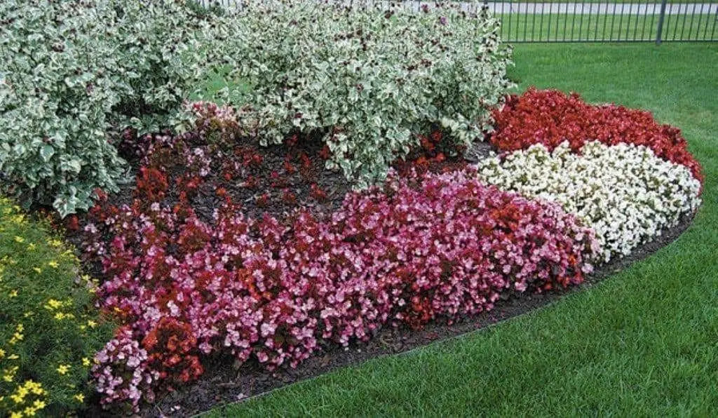 Begonia Seeds (Begonia Semperflorens Mix) Choose Your Color~Rose Pink,White,Red Or Mix Color - Caribbean garden seed